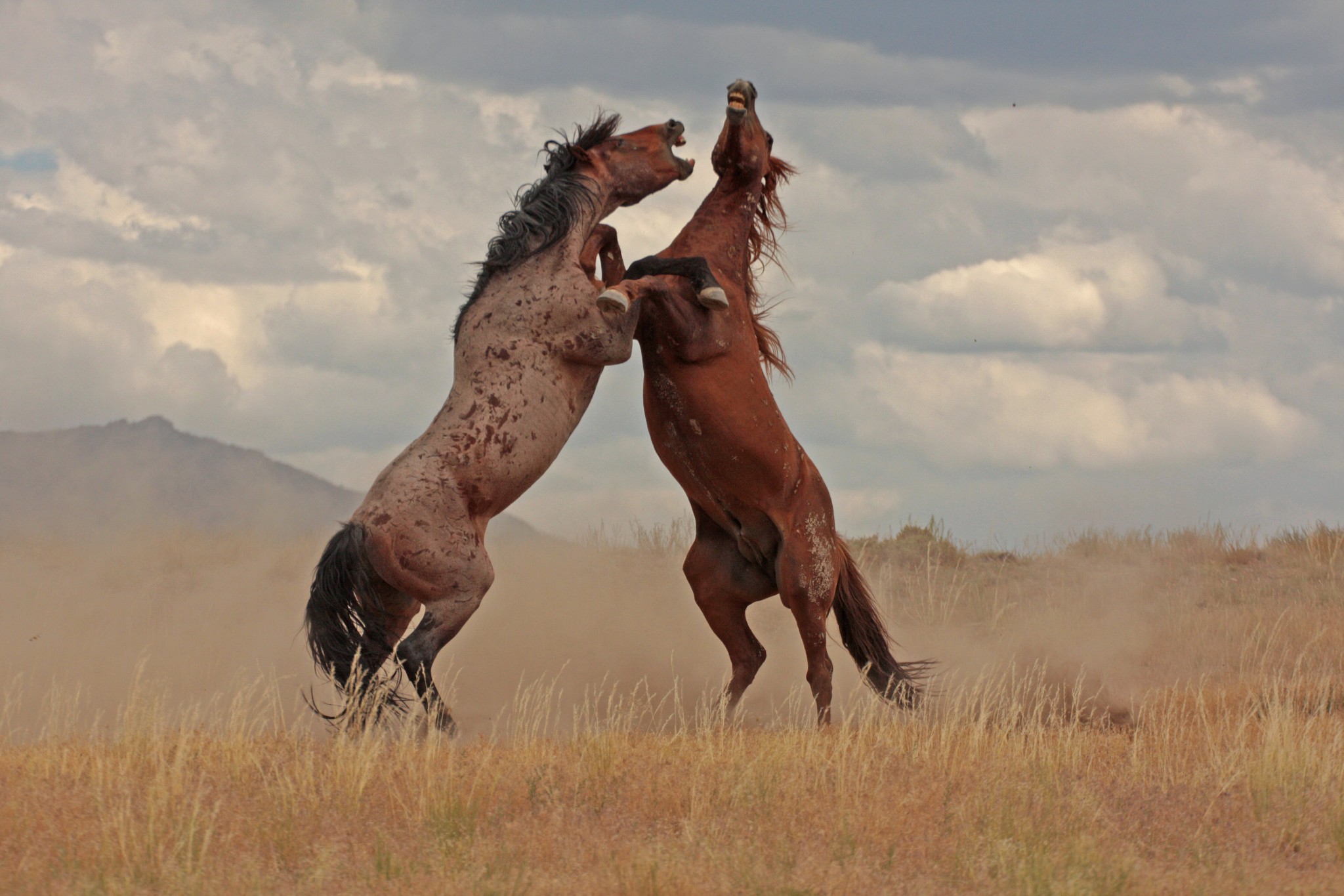 Спаривание лошадей крупно. Казахская порода лошадей Джабе. Спаривание коней. Спаривание лошадей. Лошади спариваются.